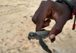 Schildpadden trip