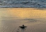 Schildpadden trip