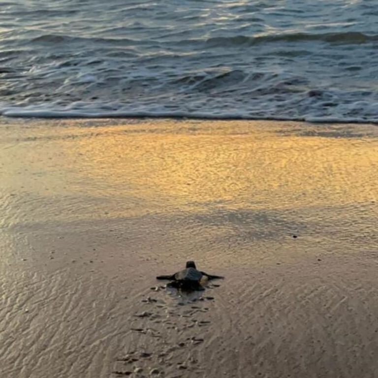Schildpadden trip